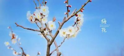 十大名花今日一看就懂 花期花语全在这儿 马上收藏你最心动哪朵 - 图画吧TUHUABA