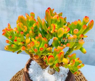 5种多肉，好养“耐折腾”，新手小白别错过，冬季还美得不像话 - 图画吧TUHUABA