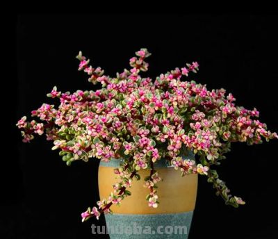 5种多肉，好养“耐折腾”，新手小白别错过，冬季还美得不像话 - 图画吧TUHUABA