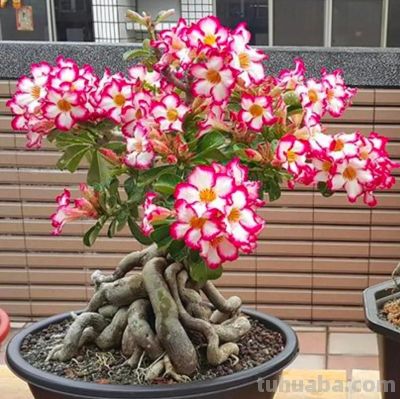 5种多肉，好养“耐折腾”，新手小白别错过，冬季还美得不像话 - 图画吧TUHUABA