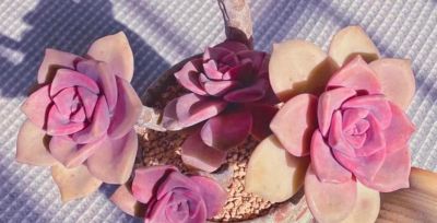 5种多肉，好养“耐折腾”，新手小白别错过，冬季还美得不像话 - 图画吧TUHUABA