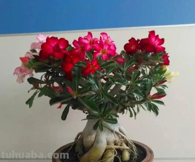 5种多肉，好养“耐折腾”，新手小白别错过，冬季还美得不像话 - 图画吧TUHUABA