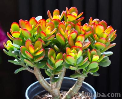 5种多肉，好养“耐折腾”，新手小白别错过，冬季还美得不像话 - 图画吧TUHUABA