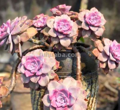 5种多肉，好养“耐折腾”，新手小白别错过，冬季还美得不像话 - 图画吧TUHUABA