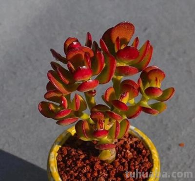 5种多肉，好养“耐折腾”，新手小白别错过，冬季还美得不像话 - 图画吧TUHUABA