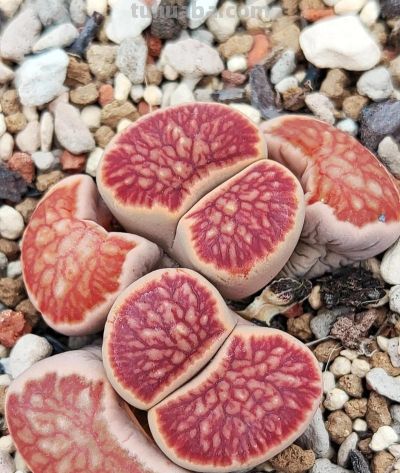 多肉世界：千姿百态的“萌宠”植物 - 图画吧TUHUABA