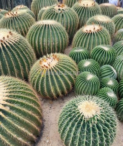 多肉世界：千姿百态的“萌宠”植物 - 图画吧TUHUABA