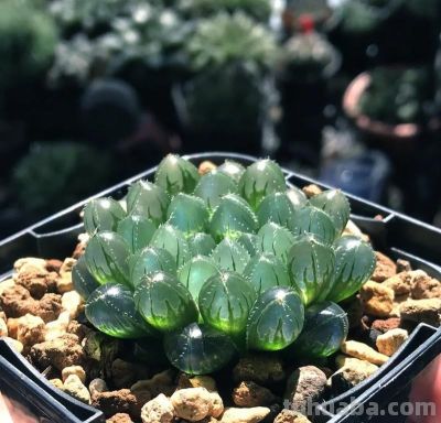 多肉世界：千姿百态的“萌宠”植物 - 图画吧TUHUABA