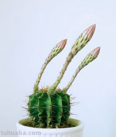 探秘仙人掌科多肉：形态各异，魅力无穷 - 图画吧TUHUABA