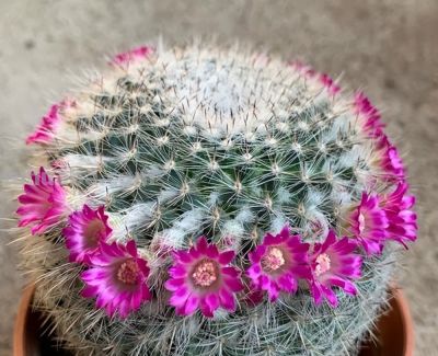 探秘仙人掌科多肉：形态各异，魅力无穷 - 图画吧TUHUABA