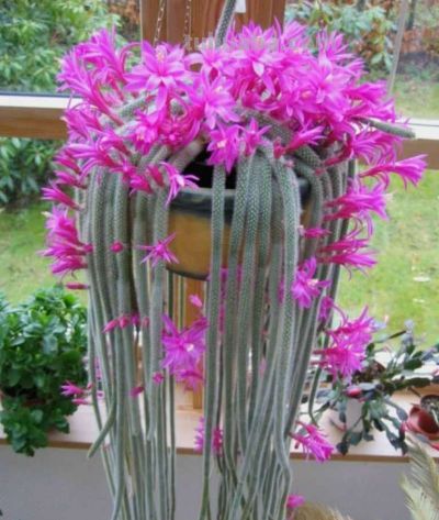 探秘仙人掌科多肉：形态各异，魅力无穷 - 图画吧TUHUABA