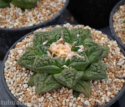 探秘仙人掌科多肉：形态各异，魅力无穷 - 图画吧TUHUABA