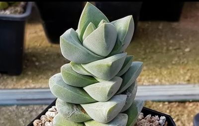 景天科多肉：萌趣世界的“大家族” - 图画吧TUHUABA