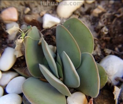 景天科多肉：萌趣世界的“大家族” - 图画吧TUHUABA