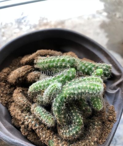 仙人掌科多肉：刚毅与柔美并存的绿植精灵 - 图画吧TUHUABA