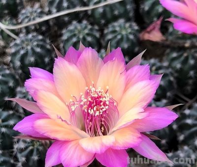 仙人掌科多肉：刚毅与柔美并存的绿植精灵 - 图画吧TUHUABA