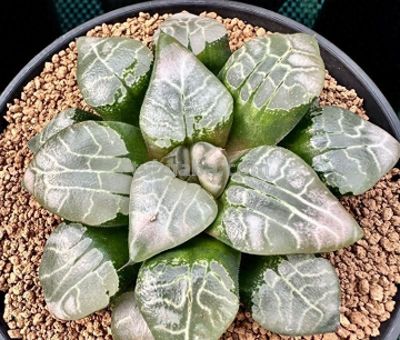 百合科十二卷属：多肉界的“晶莹雅士” - 图画吧TUHUABA