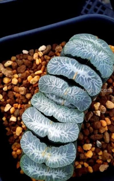 百合科十二卷属：多肉界的“晶莹雅士” - 图画吧TUHUABA