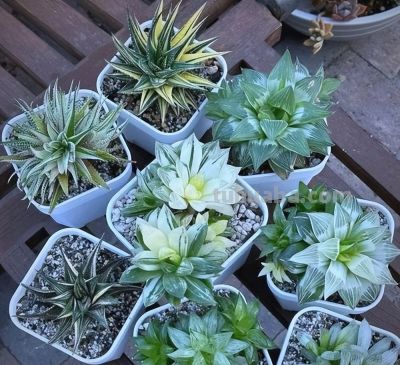 百合科十二卷属：多肉界的“晶莹雅士” - 图画吧TUHUABA