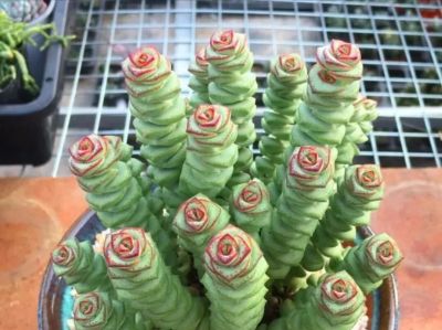 吸财旺运的5种多肉，有钱人都爱养，摆阳台半年，财运事业双丰收 - 图画吧TUHUABA