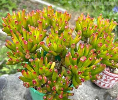 吸财旺运的5种多肉，有钱人都爱养，摆阳台半年，财运事业双丰收 - 今日头条