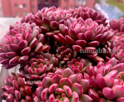 吸财旺运的5种多肉，有钱人都爱养，摆阳台半年，财运事业双丰收 - 图画吧TUHUABA