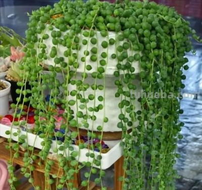 吸财旺运的5种多肉，有钱人都爱养，摆阳台半年，财运事业双丰收 - 图画吧TUHUABA