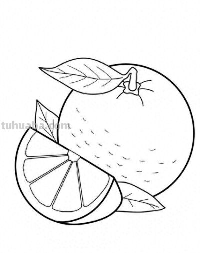 22张水果简笔画手绘线稿 - 今日头条