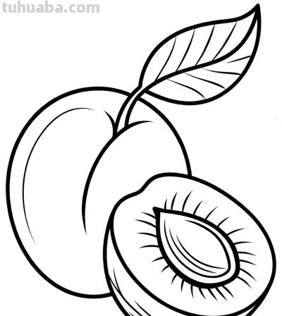 22张水果简笔画手绘线稿 - 图画吧TUHUABA