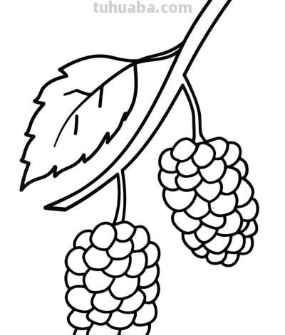 22张水果简笔画手绘线稿 - 图画吧TUHUABA