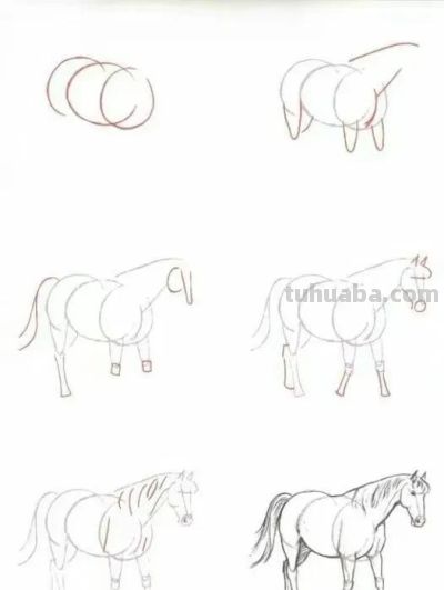 20种动物的简笔画教程，有手就能画 - 图画吧TUHUABA