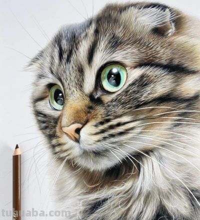 一幅彩铅画耗费50个小时，看到完整作品后，每个人都说值 - 图画吧TUHUABA