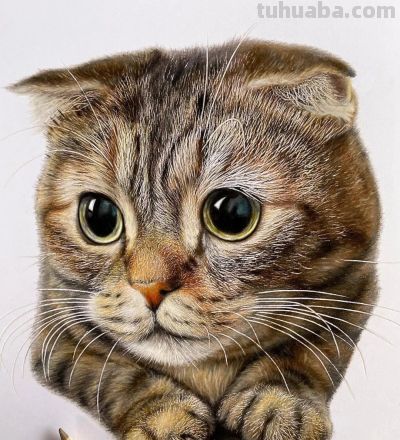 一幅彩铅画耗费50个小时，看到完整作品后，每个人都说值 - 图画吧TUHUABA