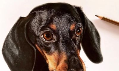 一幅彩铅画耗费50个小时，看到完整作品后，每个人都说值 - 图画吧TUHUABA