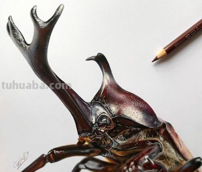 一幅彩铅画耗费50个小时，看到完整作品后，每个人都说值 - 图画吧TUHUABA