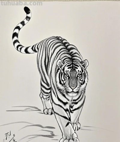 素描速写｜笔触定格动物灵韵，主页解锁更多绘画魅力 - 图画吧TUHUABA