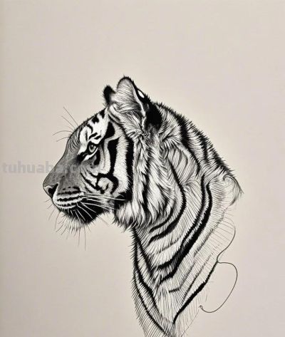 素描速写｜笔触定格动物灵韵，主页解锁更多绘画魅力 - 图画吧TUHUABA