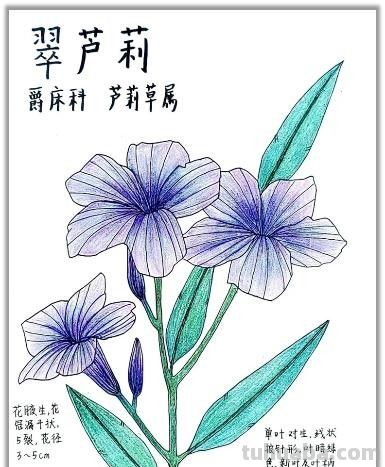 自然笔记：一种理解世界的独特视角 - 今日头条