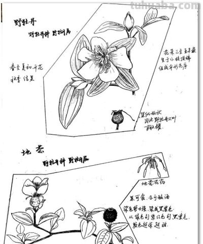 自然笔记：一种理解世界的独特视角 - 图画吧TUHUABA