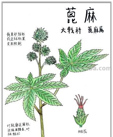自然笔记：一种理解世界的独特视角 - 图画吧TUHUABA