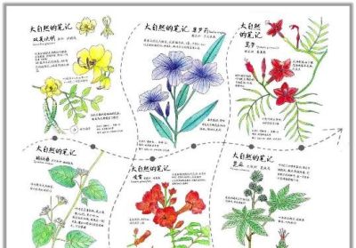 自然笔记：一种理解世界的独特视角 - 图画吧TUHUABA