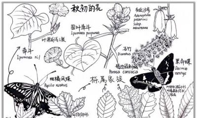 自然笔记：一种理解世界的独特视角 - 图画吧TUHUABA