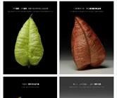 自然笔记：一种理解世界的独特视角 - 图画吧TUHUABA