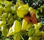 自然笔记：一种理解世界的独特视角 - 图画吧TUHUABA