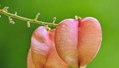 自然笔记：一种理解世界的独特视角 - 图画吧TUHUABA