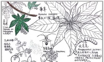 自然笔记：一种理解世界的独特视角 - 图画吧TUHUABA