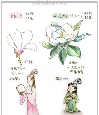 自然笔记：一种理解世界的独特视角 - 图画吧TUHUABA