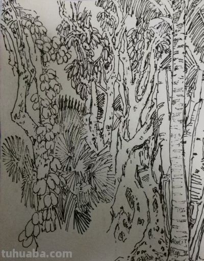 郑仁安 ||海南《南国威尼斯城》园林速写作品欣赏（6） - 图画吧TUHUABA