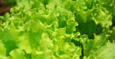 家庭种植优选蔬菜 好打理产量高 - 今日头条