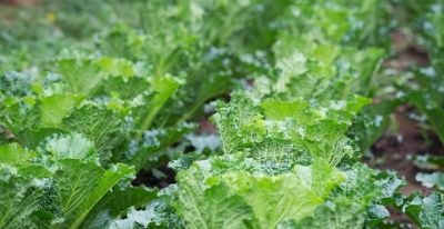 家庭菜园种菜技巧，让你种菜少走弯路 - 图画吧TUHUABA